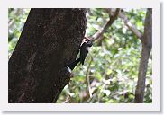 03LakeManyara - 78 * Crowned Hornbill.